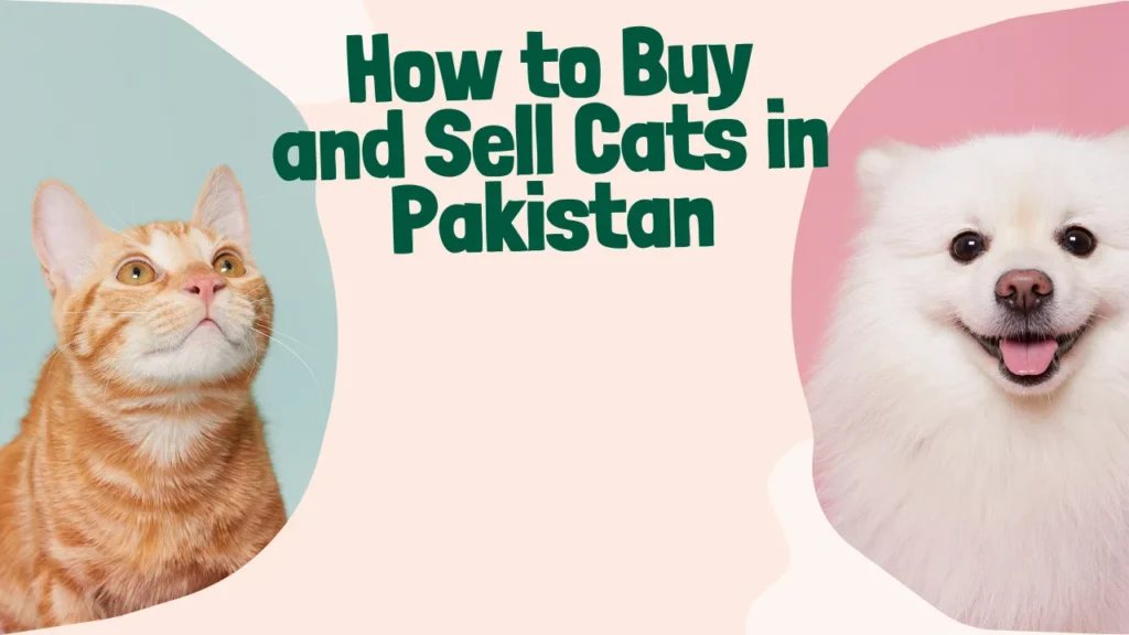 How to Buy and Sell Cats in Pakistan